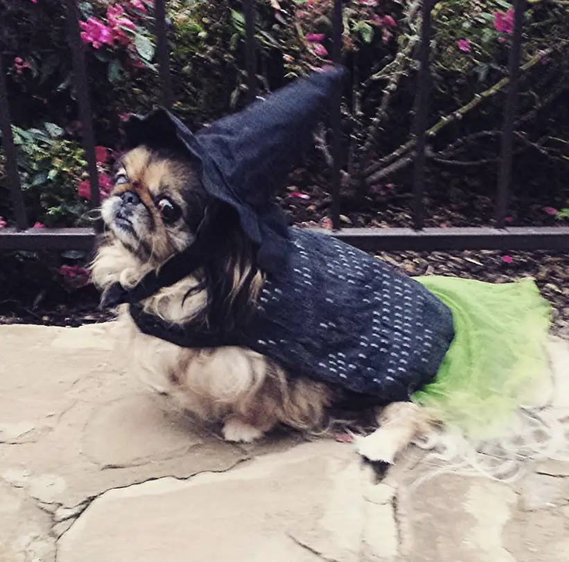 A Pekingese wearing a Witch costume while sitting on the pavement next to the fence