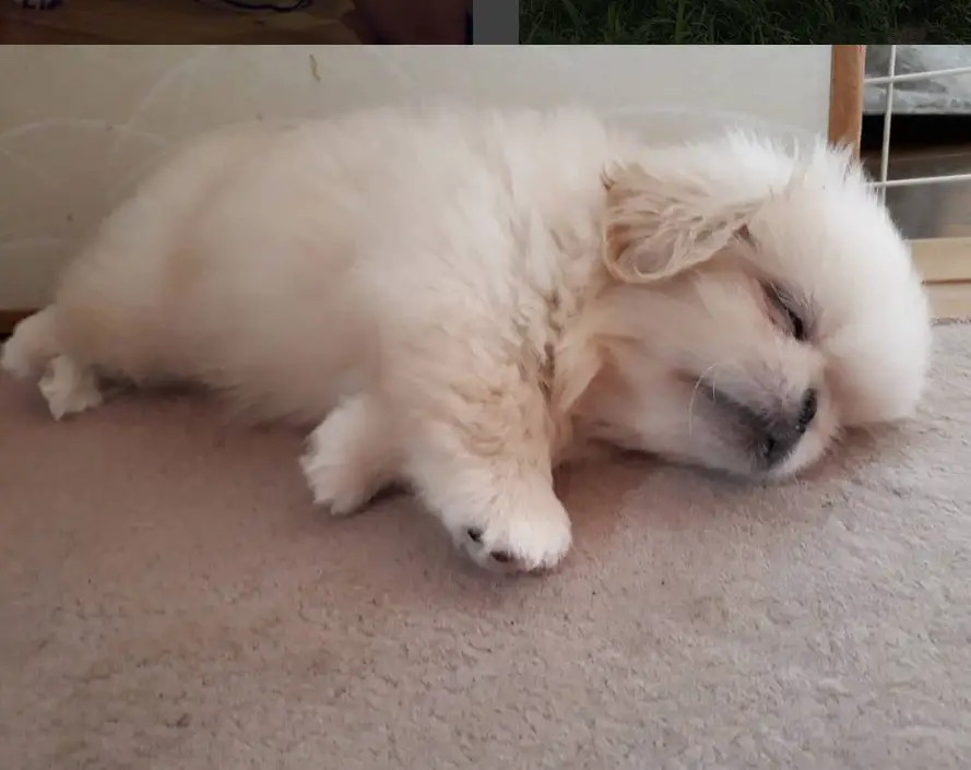 Pekingese puppy lying on the floor and sleeping soundly