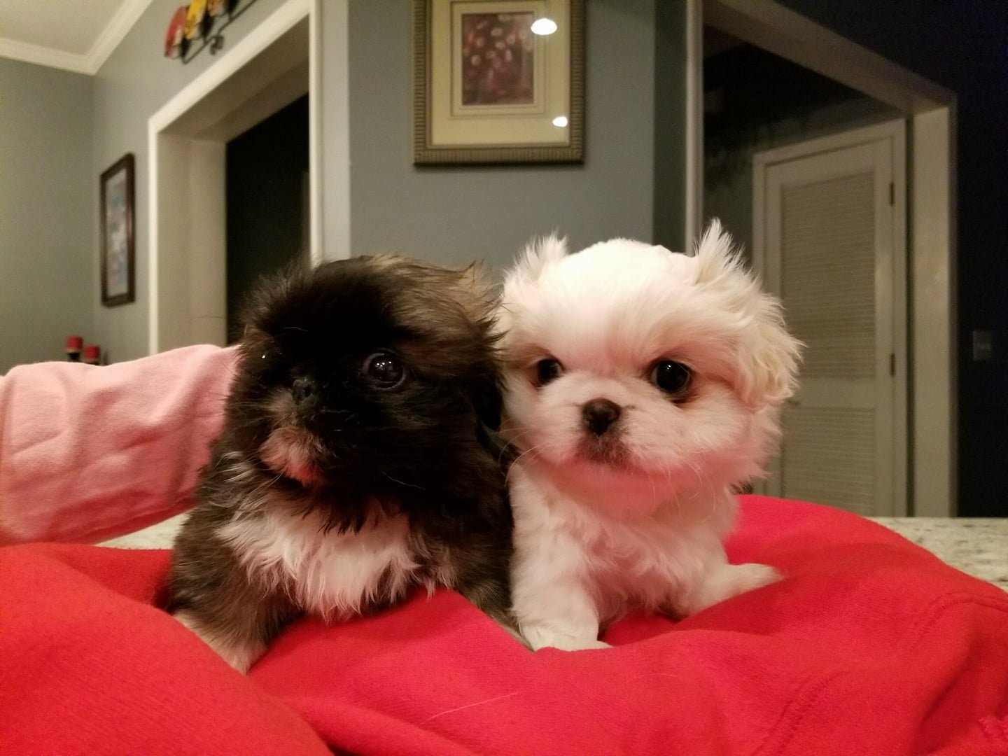 Pekingese puppies on the pillow