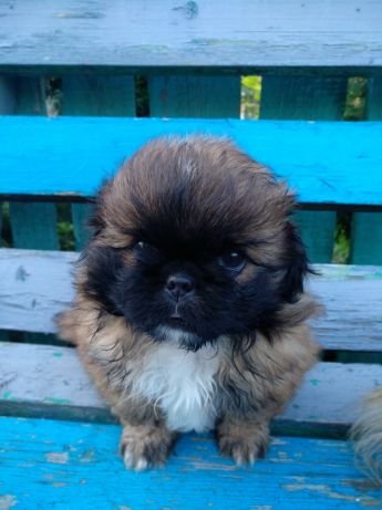 Pekingese puppy sitting on the bench