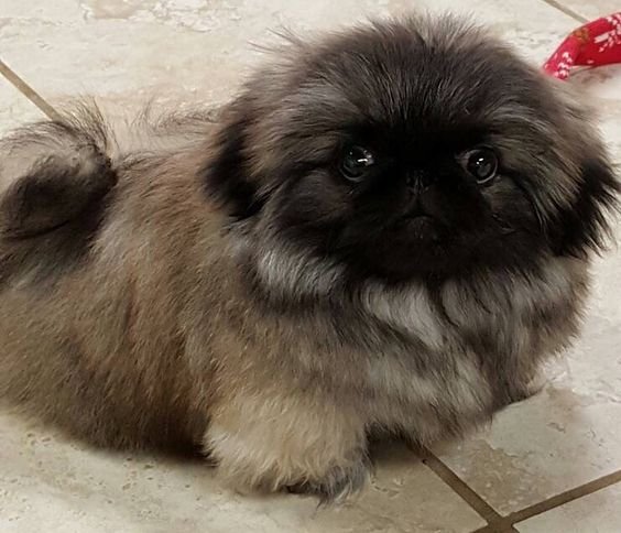 Pekingese on the floor