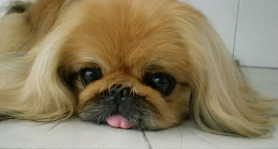 Pekingese's adorable face lying on the floor with its tongue sticking out
