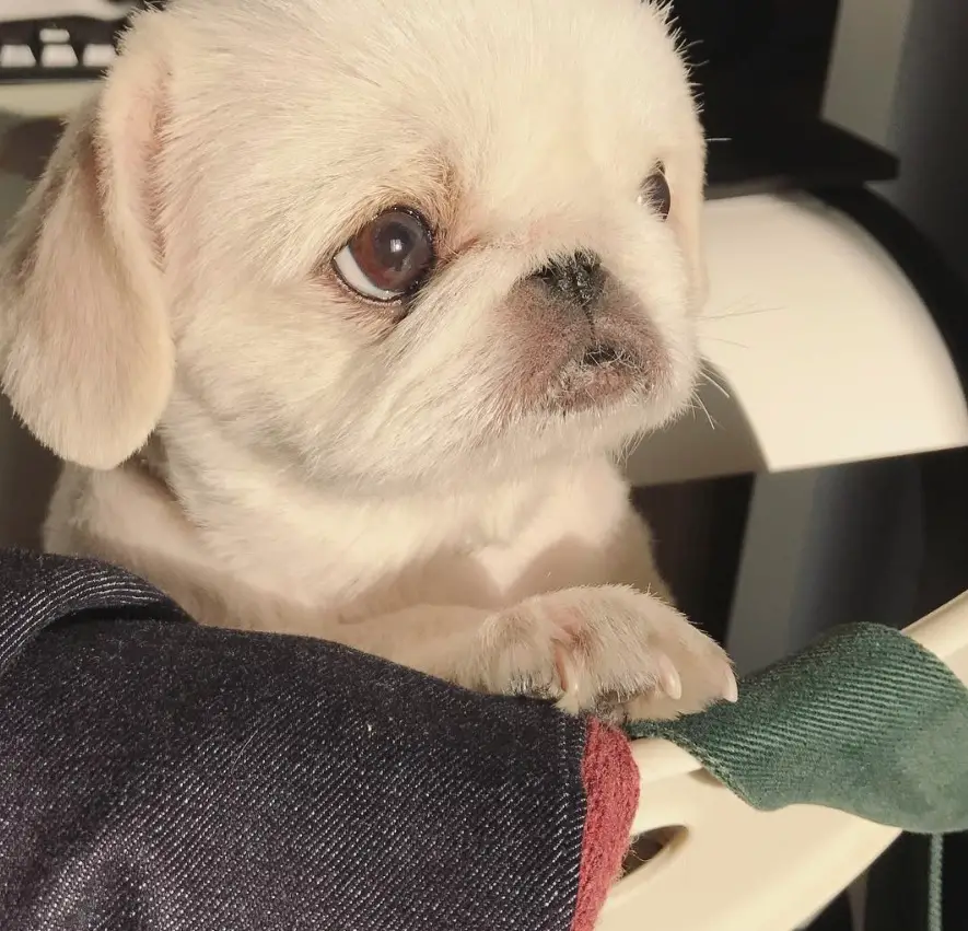 Pekingese on the chair while looking up with its begging face
