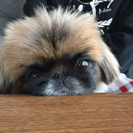 Pekingese with its face on the wooden table