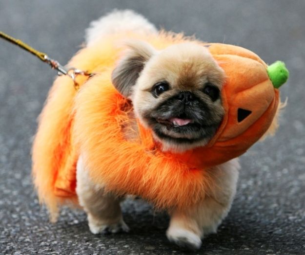 A Pekingese in its pumpkin costume while walking in the road