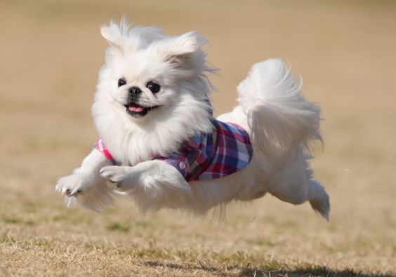 A white Pekingese running in the field while wearing its checkered polo shirt