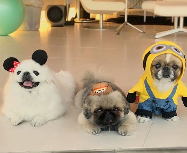 three Pekingeses wearing a mickey mourse, woody, and minion costumes while on the floor