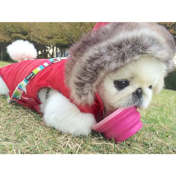 A Pekingese in its winter outfit while lying on the green grass at the park