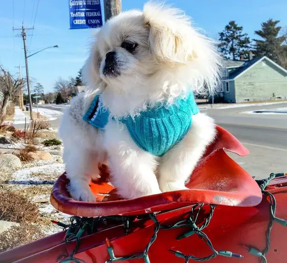 A Pekingese wearing a blue sweater while standing on top of a tray outdoors