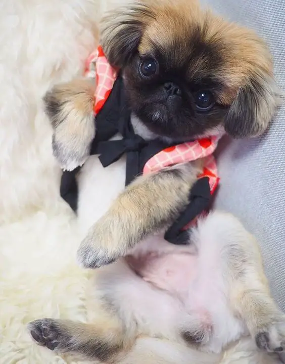 A Pekingese wearing a cute top while lying on the bed