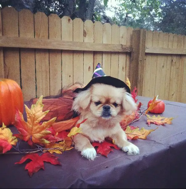 A Pekingese wearing a witch hat while lying on top of the table