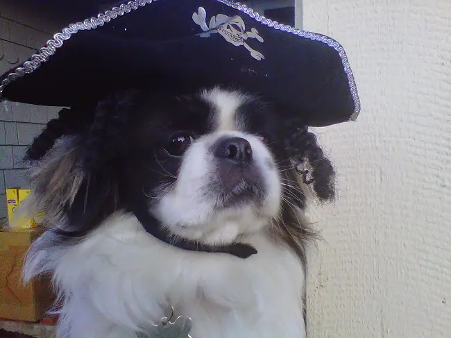 A Pekingese wearing a pirate hat