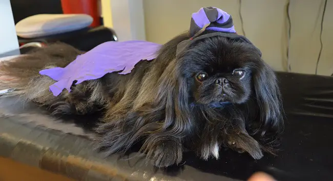 A Pekingese wearing a gray and purple hat while lying on top of the couch