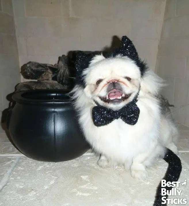 A Pekingese in a black cat look sitting on the floor next to a black pot