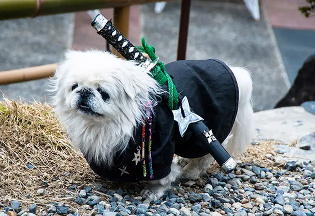 A Pekingese wearing a ninja outfit while standing on the pebbles