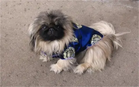 A Pekingese wearing a king costume while lying on the pavement