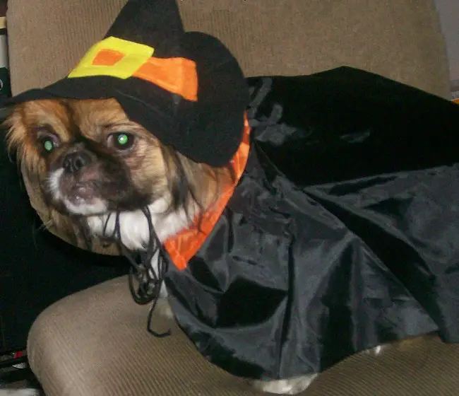 A Pekingese wearing a witch outfit while standing on the chair