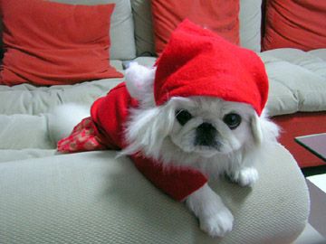 A Pekingese wearing a red hat and dress while lying on the couch