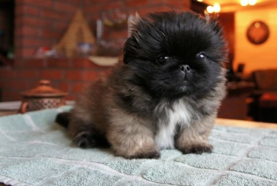 Pekingese puppy on the table on top of the towel