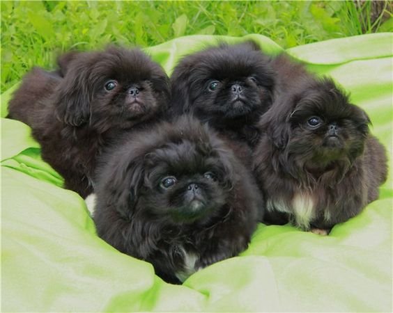 Black Pekingese puppies in the garden