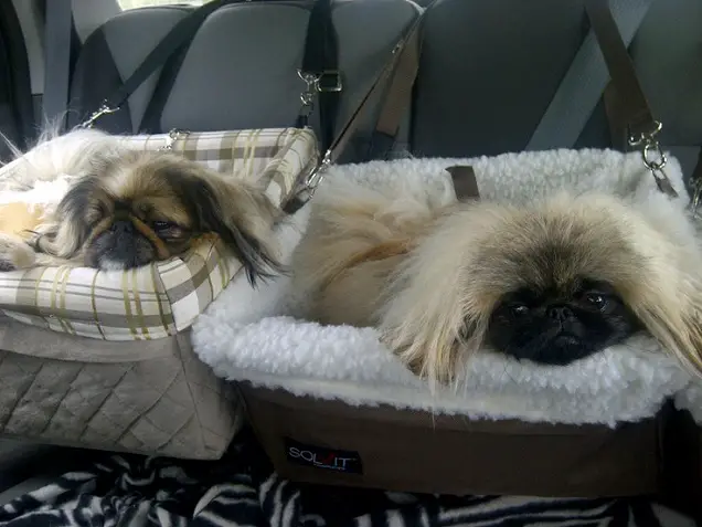 two Pekingese lying in their bed inside the car