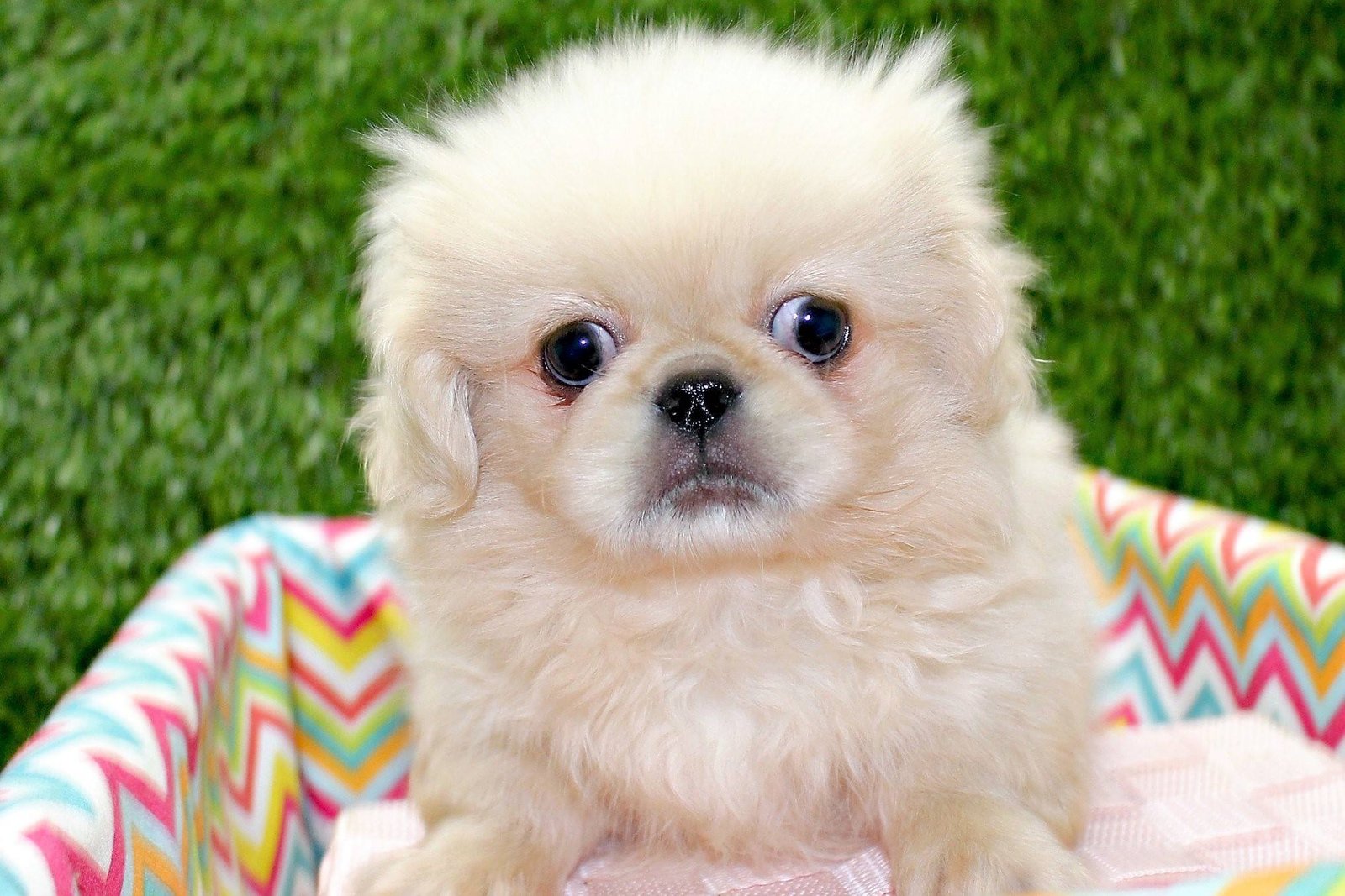 white Pekingese on its bed in the garden