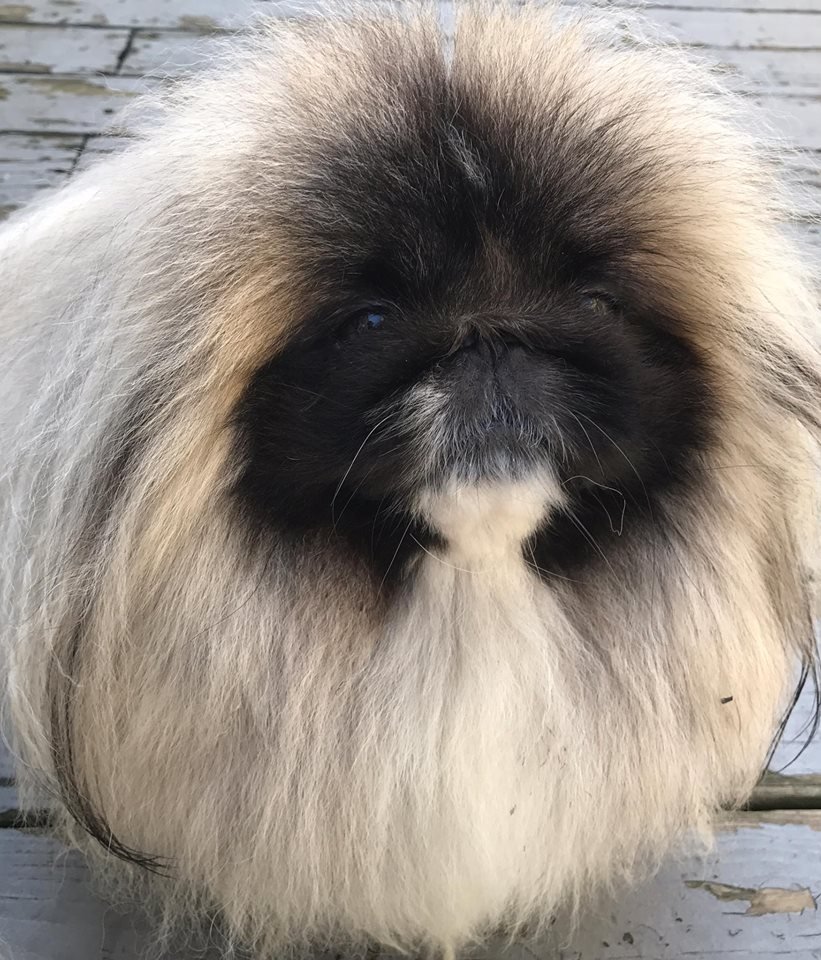 Pekingese on the on the pavement