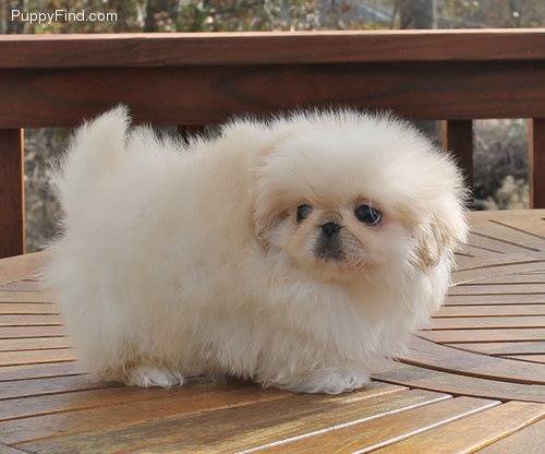 white Pekingese on the wooden table