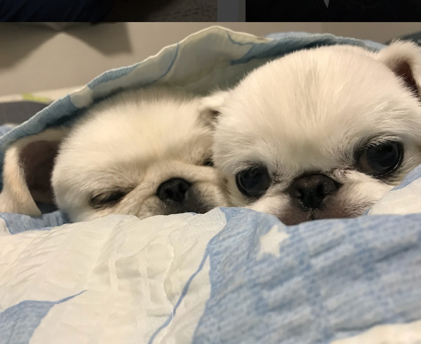 two Pekingese puppies snuggled up in bed next to each other