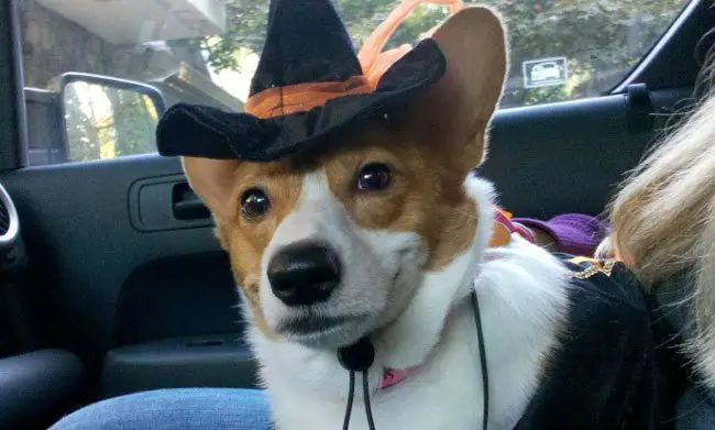 Corgi in witch outfit while sitting on the lap of woman in the backseat