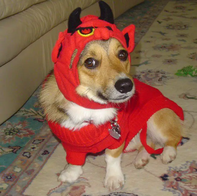 Corgi in devil costume while sitting on the carpet