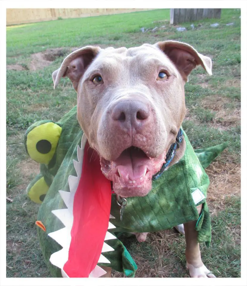 A Pit Bull in dinosaur costume while sitting on the grass while smiling
