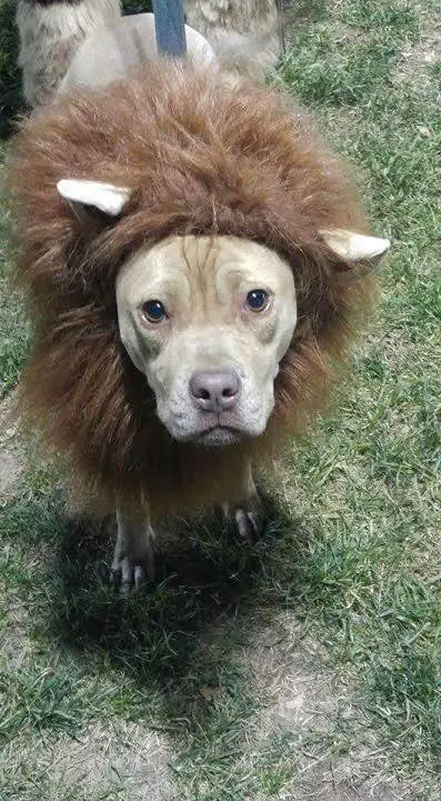 A Pit Bull in lion costume while standing on the grass