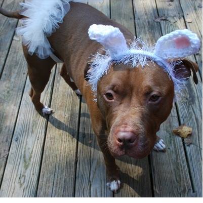 A Pit Bull earing white bunny ears and white tutu