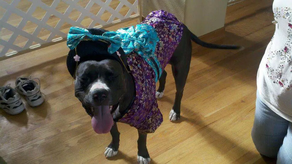 A Pit Bull in a kimono outfit while standing on the floor