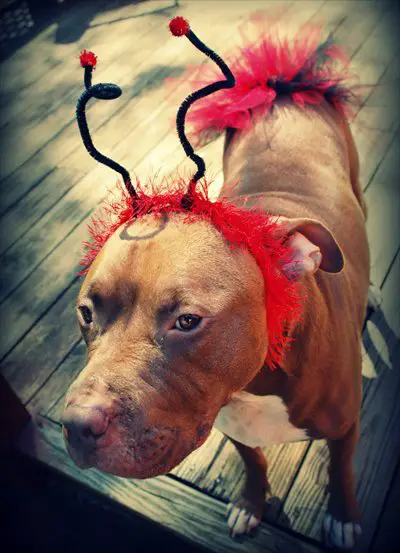 A Pit Bull in ladybug costume