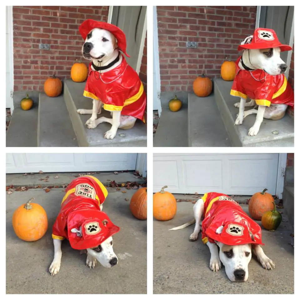 four photos of Pit Bull in his fire fighter costume sitting on the stairs