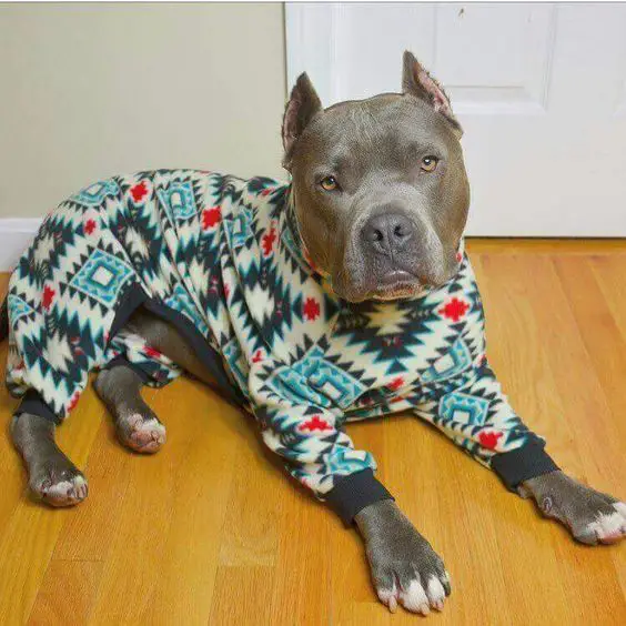 A Pit Bull wearing an aztec designed one piece sweater while lying on the floor
