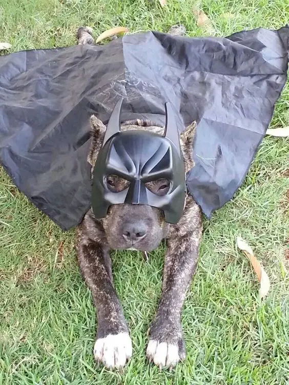 A Pit Bull in batman costume while lying on the grass