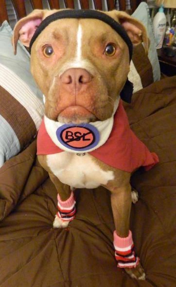 A Pit Bull wearing an active outfit