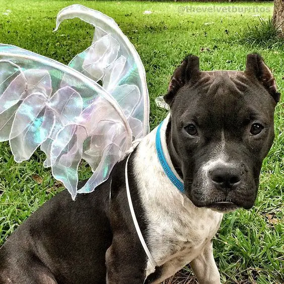 A Pit Bull wearing an iridescent wings while sitting on the grass
