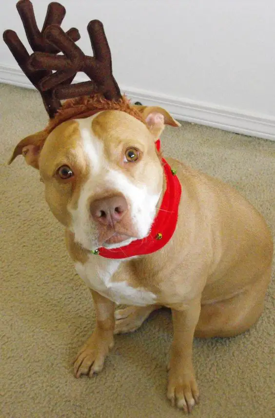 A Pit Bull wearing reindeer headpiece while sitting on the floor