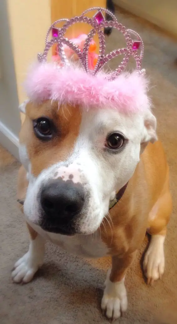 A Pit Bull wearing a pink princess crown while sitting on the floor with its adorable face