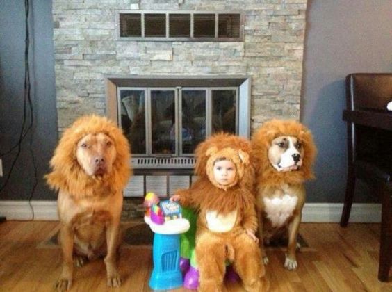 two Pit Bulls wearing lion headpiece while sitting on the floor with a kid in lion costume in between them