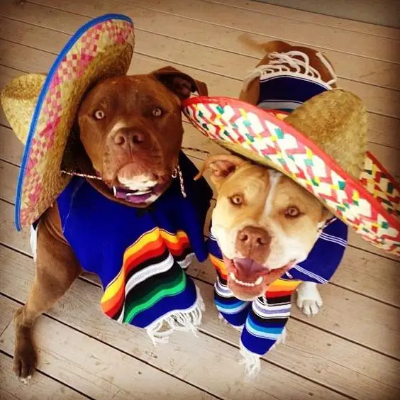 two Pit Bull in their mexican outfit