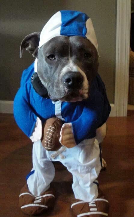 A Pit Bull in baseball player costume