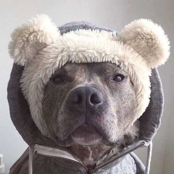 A Pit Bull wearing koala head piece while wearing a gray sweater