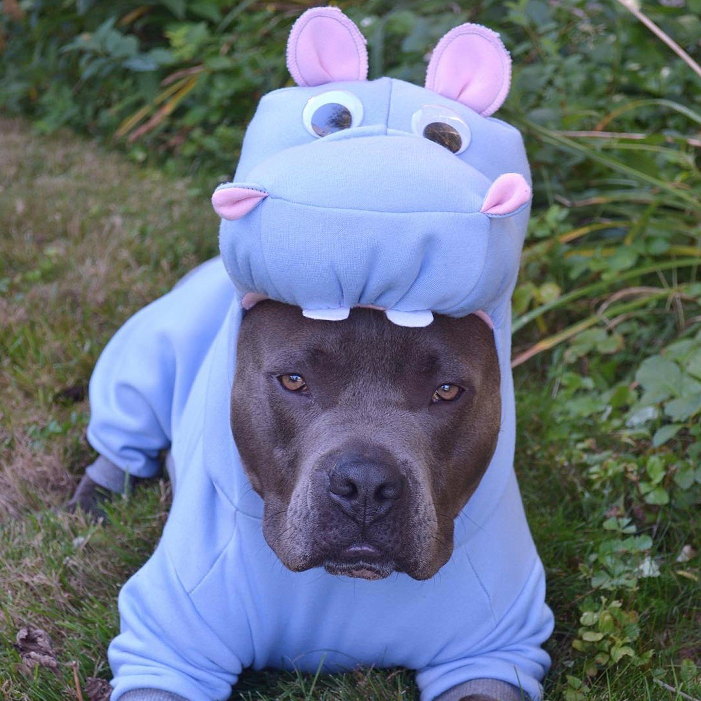 A Pit Bull in Hippopotamus costume while lying on the grass in the garden