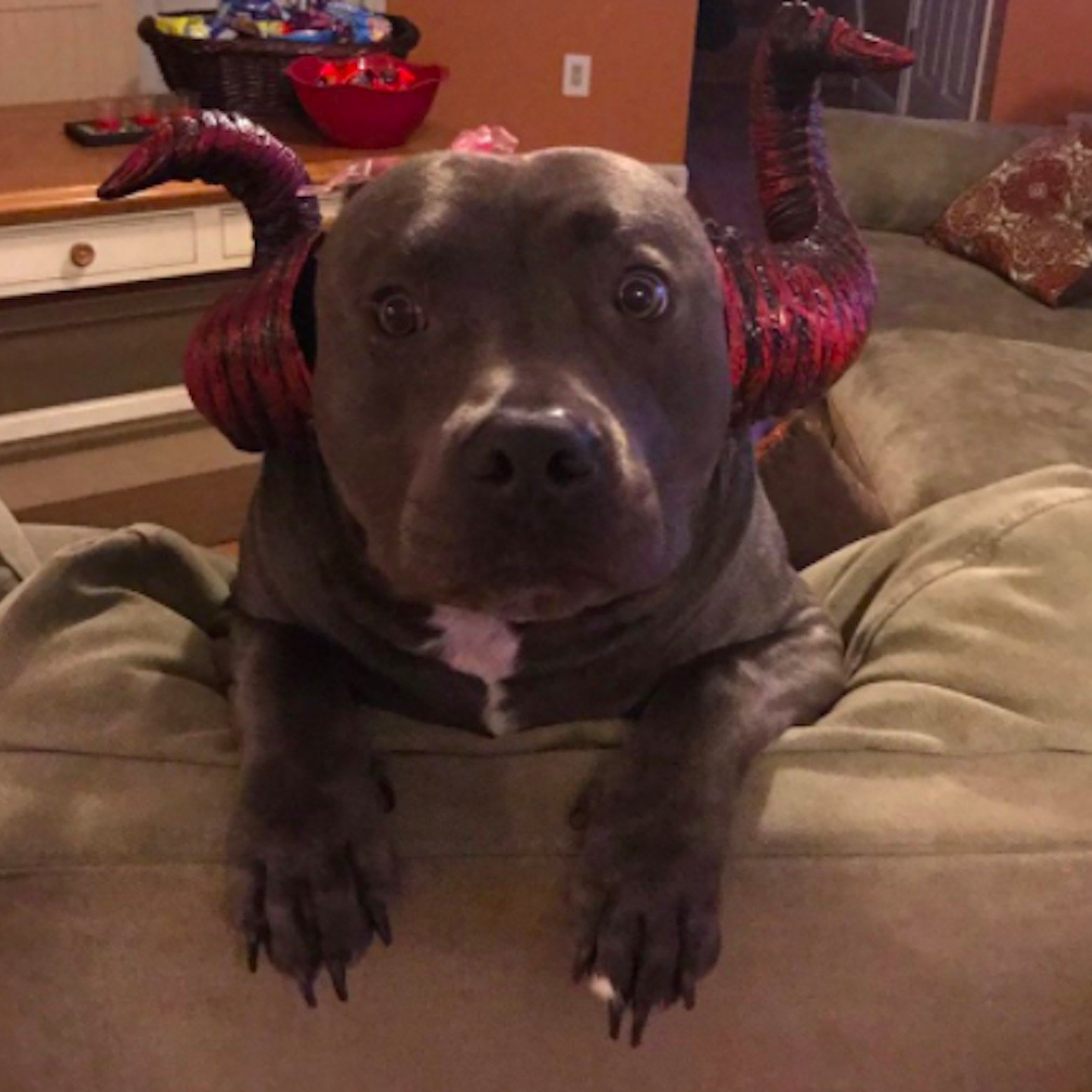 A Pit Bull wearing a Bull horns while sitting on the couch
