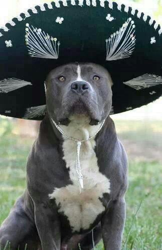 A Pit Bull a large hat on top of its head